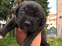 cuccioli cane corso rustic type